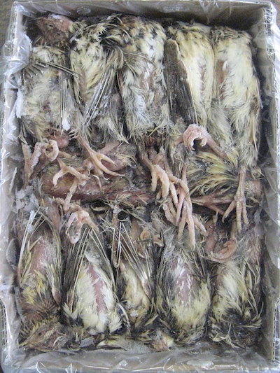 Qoo10] 富城物産 冷凍 親うずら 10羽(処理済 : ペットインテリア・雑貨