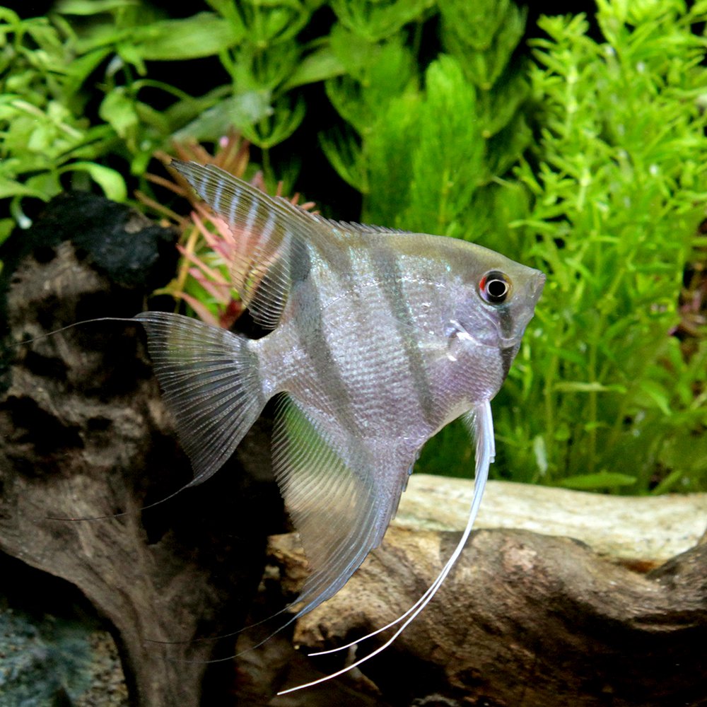 （熱帯魚）スカラレ・エンゼルフィッシュ　トカンチンス（ワイルド）（１匹）　北海道航空便要保温　ＣＲＣ13―30―40―00―00