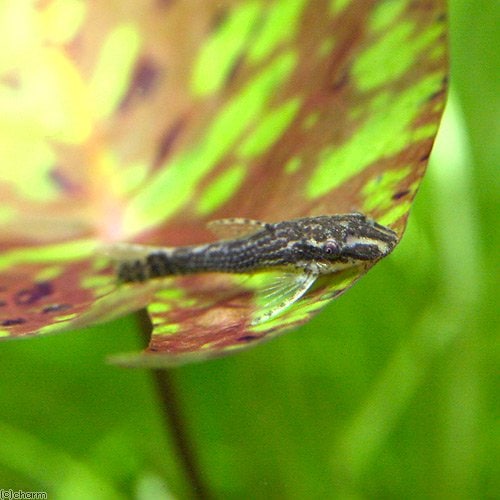 （熱帯魚）オトシンネグロ（国産ブリード）（８匹）　北海道・九州航空便要保温　ＣＲＣ13―40―10―00―00