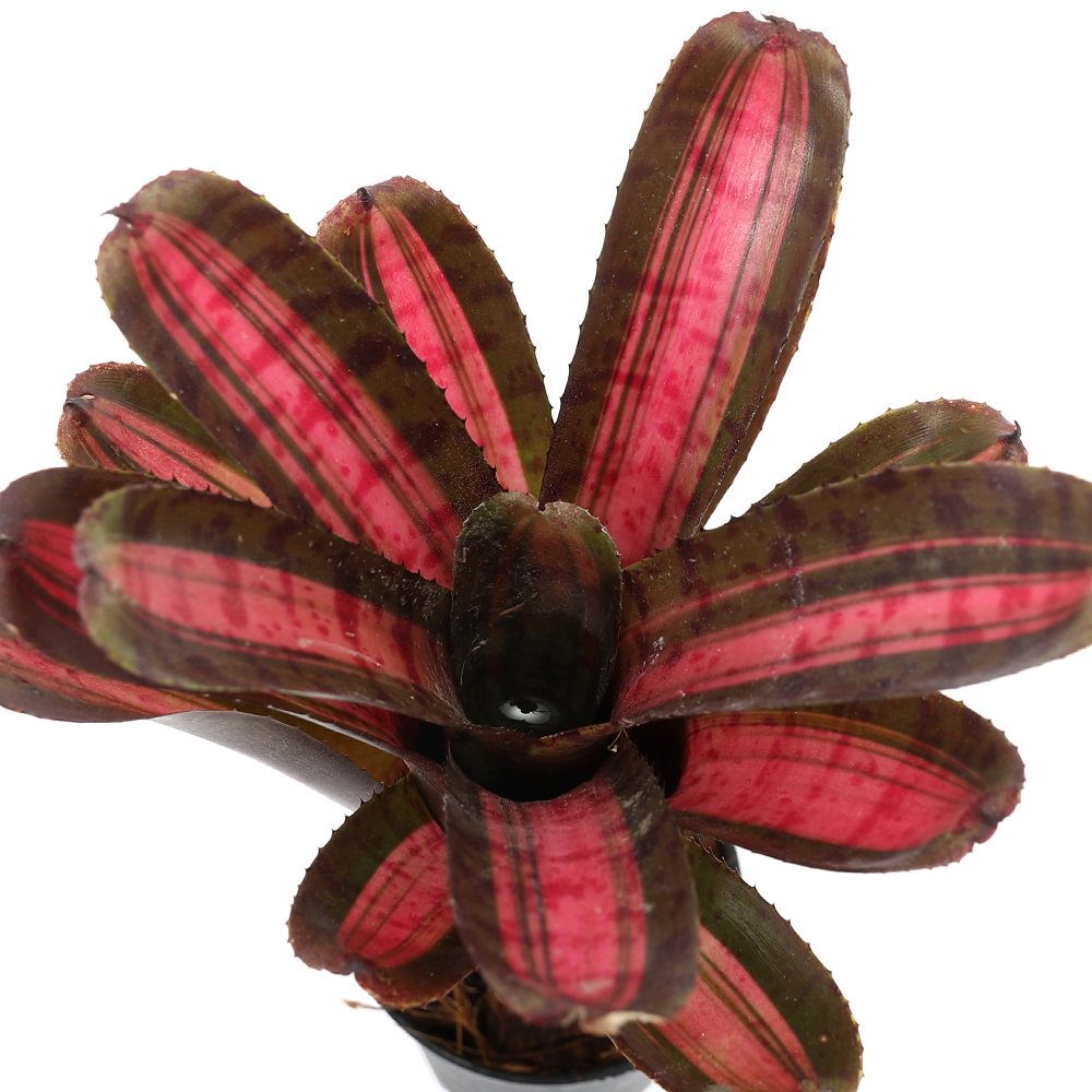 (観葉植物)ネオレゲリア スターブラスト 2号(1株) CRC15―30―20―22―00 5,353円