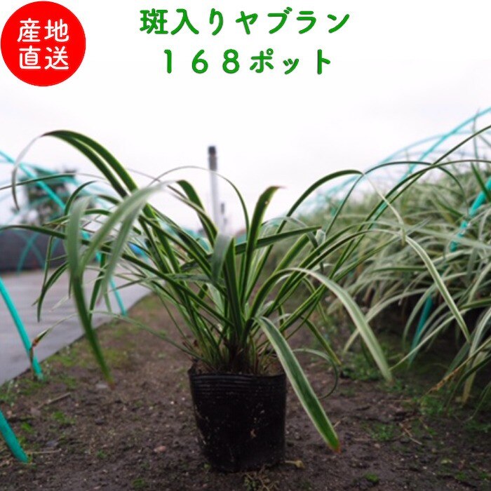 斑入りヤブラン １０.５cmポット １６８株芝生