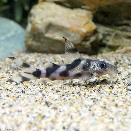 （熱帯魚）シノドンティス・デコルス（ワイルド）（１匹）　北海道・九州航空便要保温　ＣＲＣ13―46―00―00―00