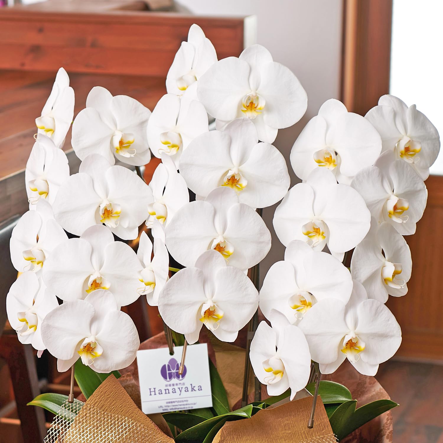 胡蝶蘭専門店はなやか 胡蝶蘭 白大輪 3本立ち 24輪以上