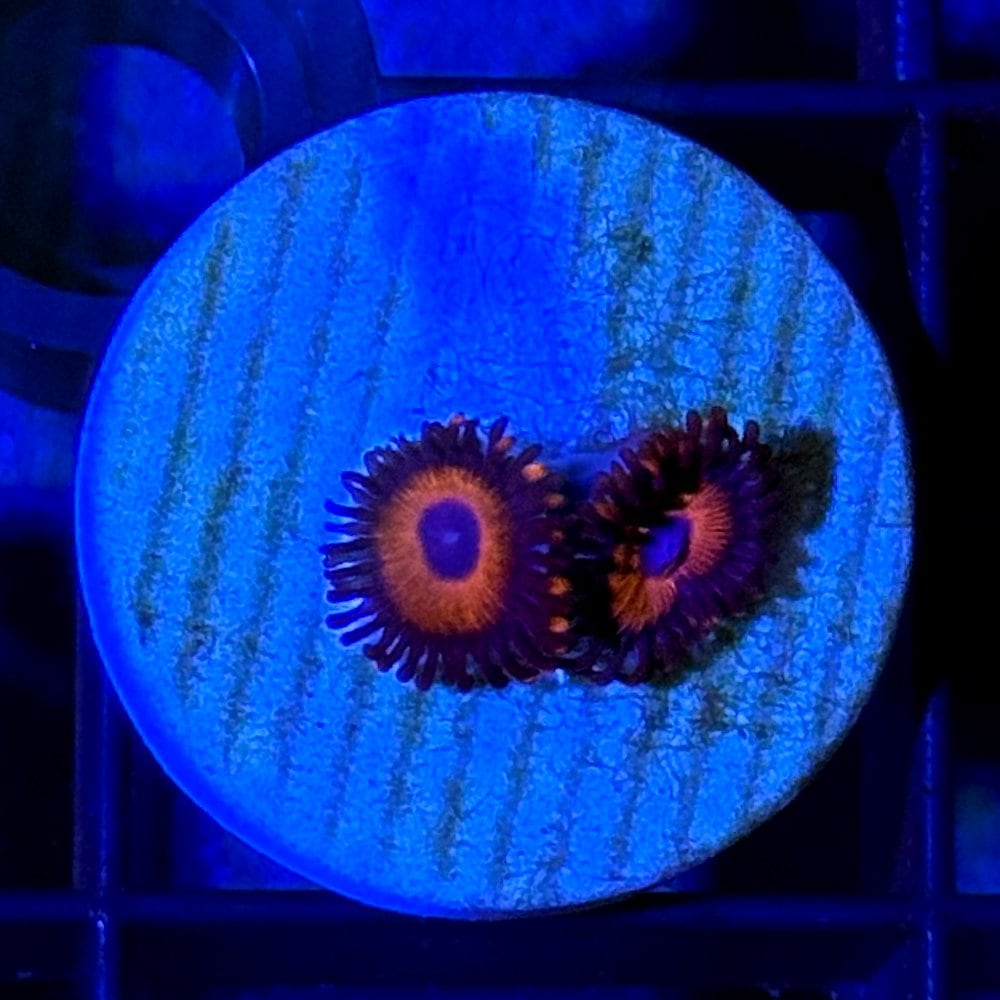 （サンゴ）マメスナギンチャク　ドラゴンフルーツ　プラグ付き（１個）　ＣＲＣ26―50―50―70―00