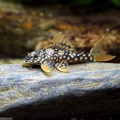（熱帯魚）ゴールドエッジ・マグナムプレコ（ブリード）（１匹）　北海道・九州航空便要保温　ＣＲＣ13―44―50―00―00