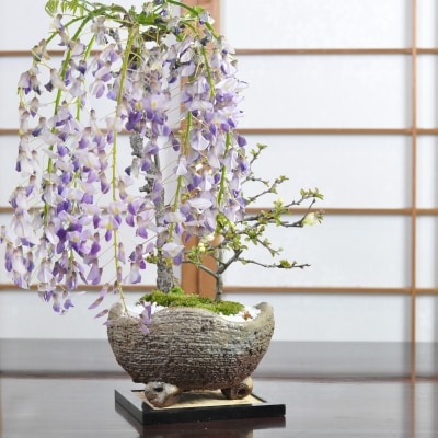 盆栽 藤 中サイズ　白長寿梅寄せ植え　イラボ 藤盆栽 鉢植え 花盆栽 ギフト 贈り物 おしゃれ モダン インテリア 一才藤 鉢花
