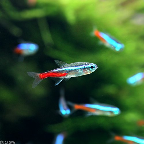 （熱帯魚）ネオンテトラ（１００匹）　北海道・九州航空便要保温　ＣＲＣ13―20―10―05―00
