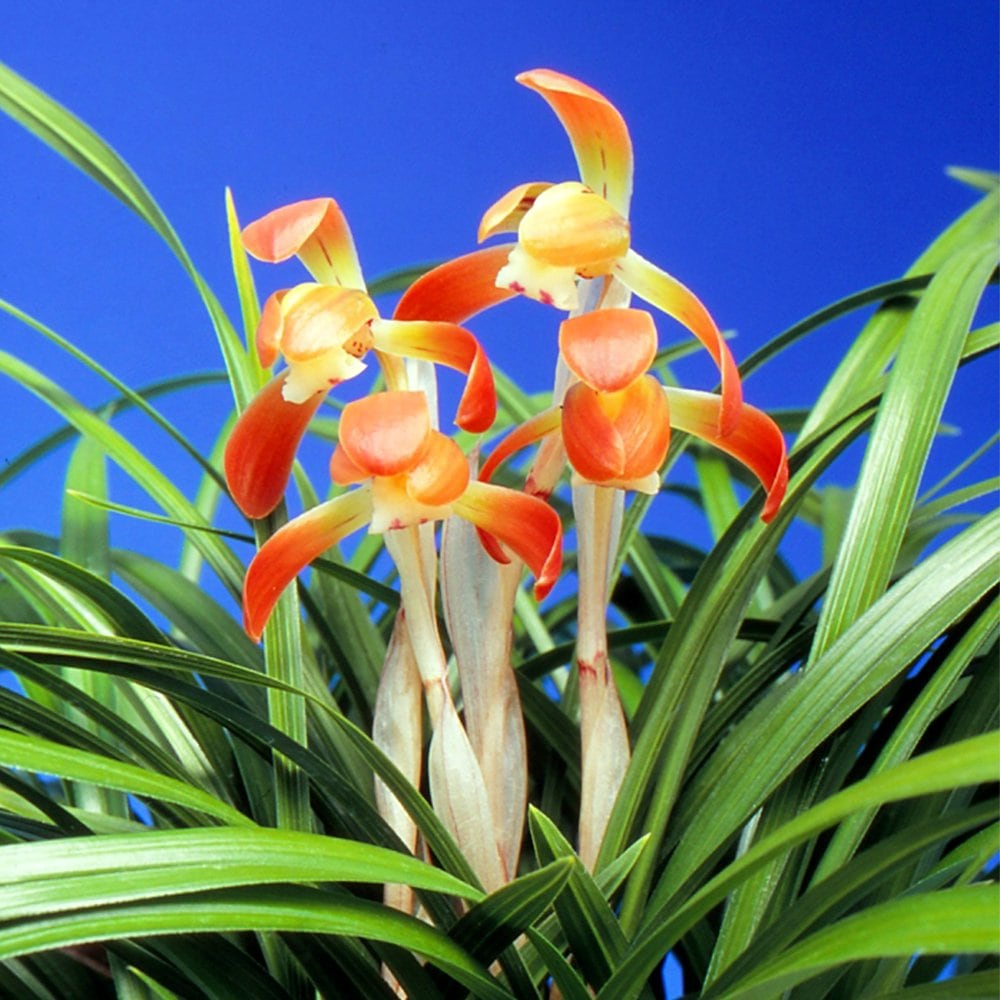 （山野草）シュンラン（春蘭）東の光（アズマノヒカリ）３号（１ポット）日本春蘭　古典園芸　ＣＲＣ15―35―12―00―00