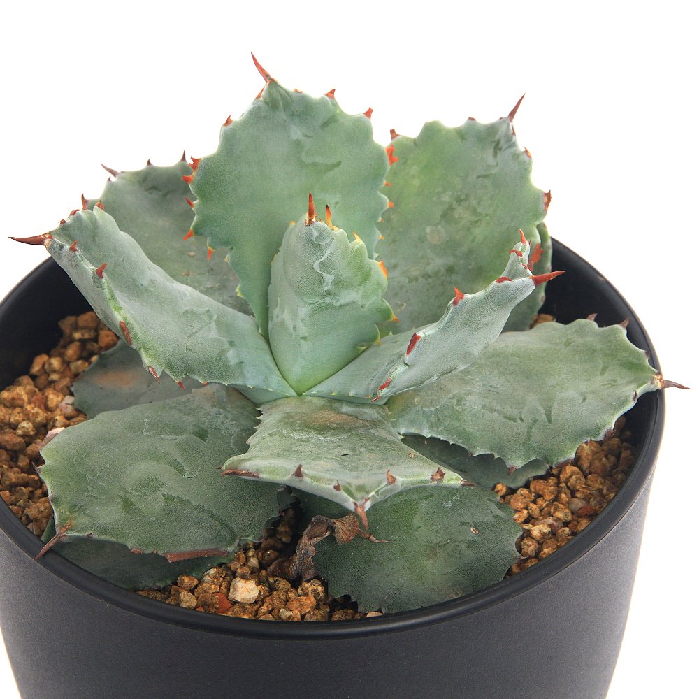 （多肉植物）アガベ　兜蟹　６号（１鉢）　ＣＲＣ15―60―20―00―00