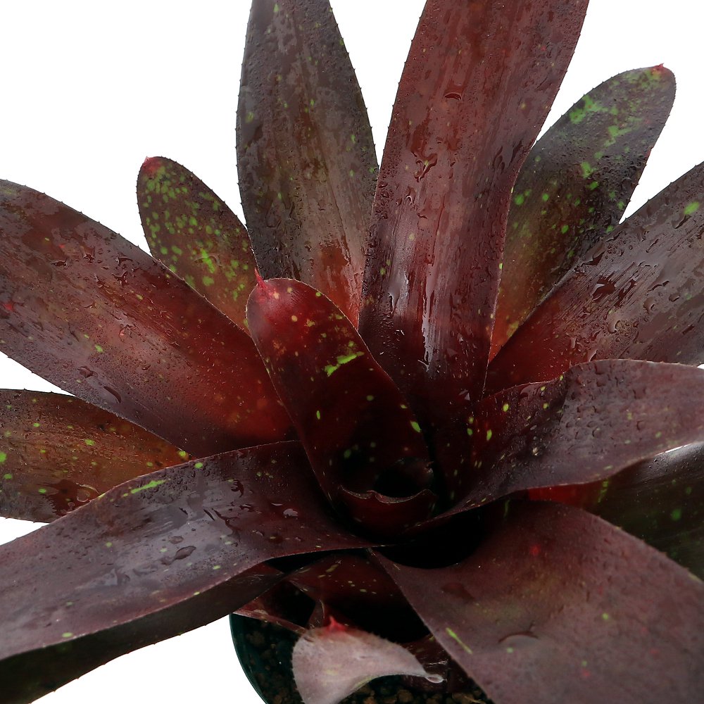 （観葉植物）ネオレゲリア　ロイヤルバーガンディ　４号（１株）タンクブロメリア　ＣＲＣ15―30―20―22―00