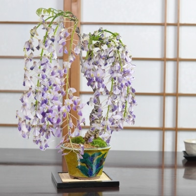 盆栽 藤 中サイズ　九谷焼 藤盆栽 鉢植え 花盆栽 ギフト 贈り物 おしゃれ モダン インテリア 一才藤 鉢花