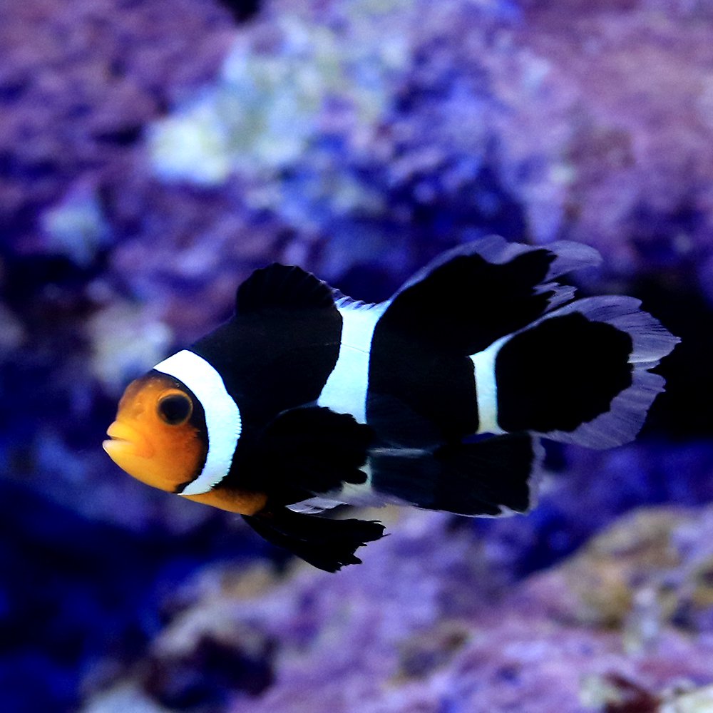 （海水魚）ロングフィンブラックスオセラリス（ブリード）（１匹）　ＣＲＣ26―30―16―10―00 21,918円