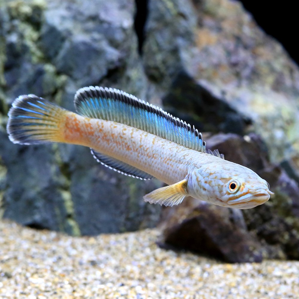 （熱帯魚）チャンナ　アリストネイ（１匹）　北海道・九州航空便要保温　ＣＲＣ13―32―20―00―00 14,191円