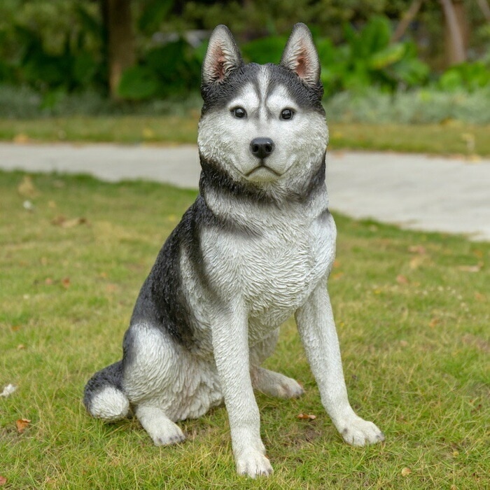 かわいい 犬 置物 お座り シベリアンハスキー 高さ50cm イヌ おしゃれ ガーデン インテリア トイレ オブジェ 可愛い プレゼント 北欧 玄関 雑貨 動物 モダン 面白い 庭 ギフト 屋外 家