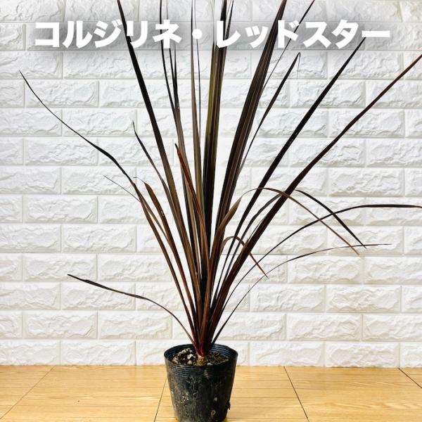 観葉植物 コルジリネ レッドスター 5号ポット 赤ドラセナ シンボルツリー おしゃれな室内インテリア 結婚祝い 新築祝い 開店祝い 誕生日 ギフト