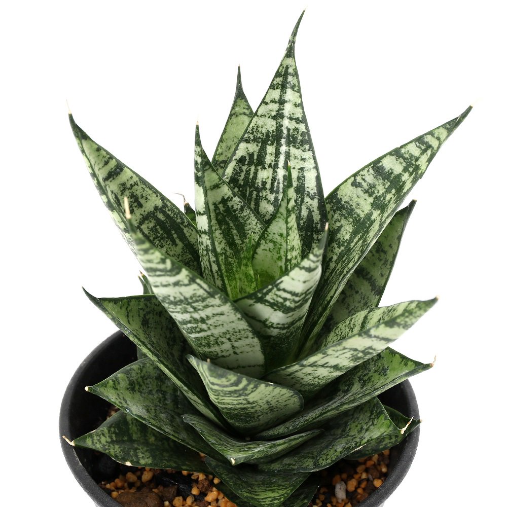 （観葉植物）サンスベリア　エーレンデル　３．５号（１鉢）　ＣＲＣ15―30―20―24―00