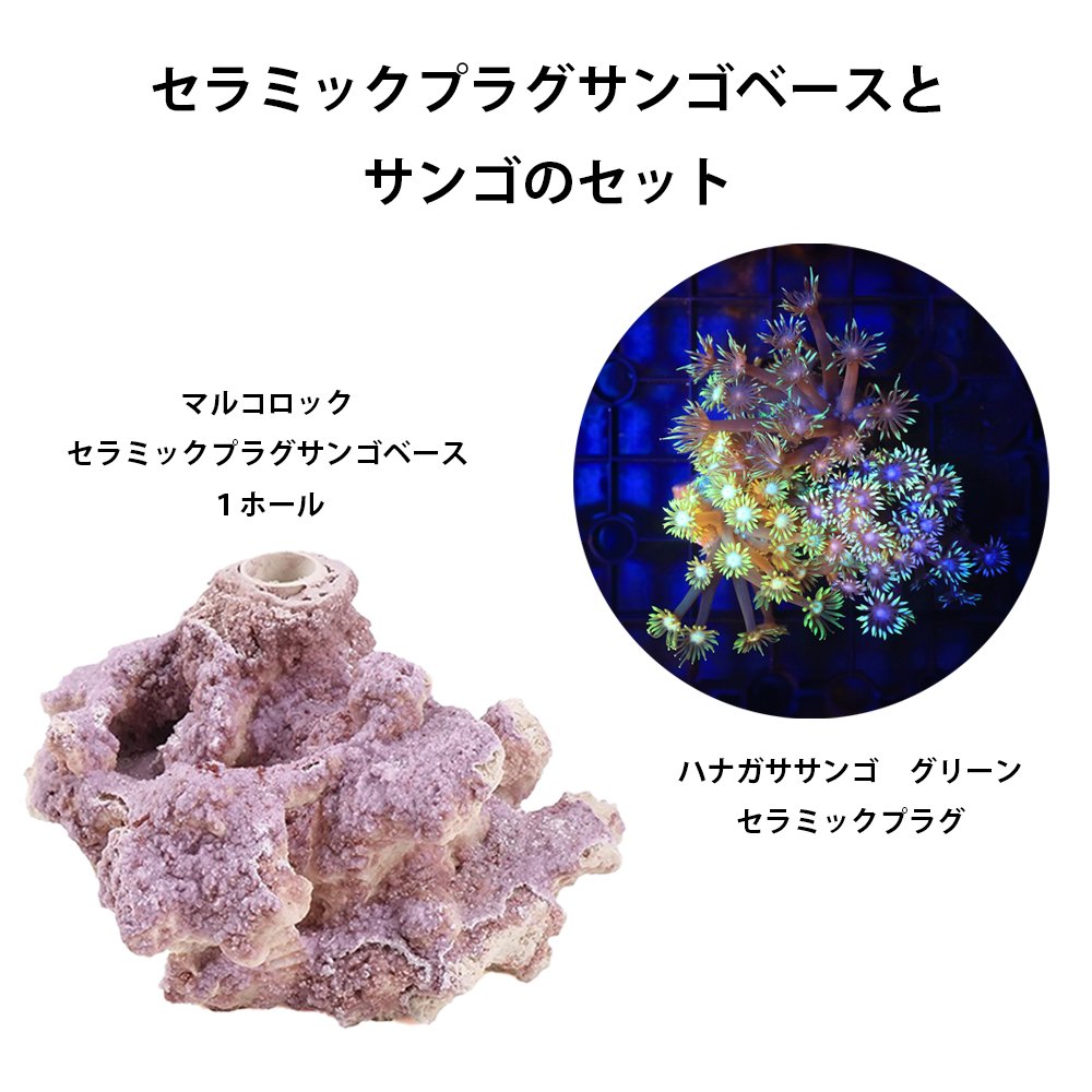 （サンゴ）ハナガササンゴ　グリーン　プラグ付き　マルコロック　セラミックプラグベース　（１セット）　北海道航空便要保温　ＣＲＣ26―50―40―30―70