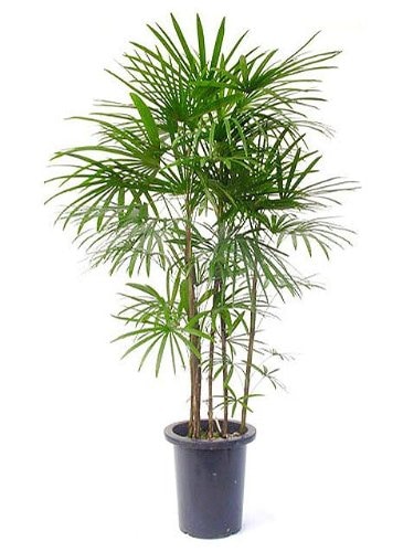 シュロチク 10号サイズ