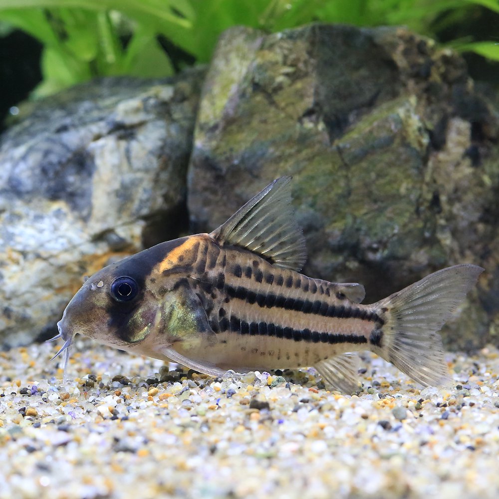 （熱帯魚）コリドラス・ショートノーズオルナータス（ブリード）（１匹）　北海道航空便要保温　ＣＲＣ13―36―20―00―00