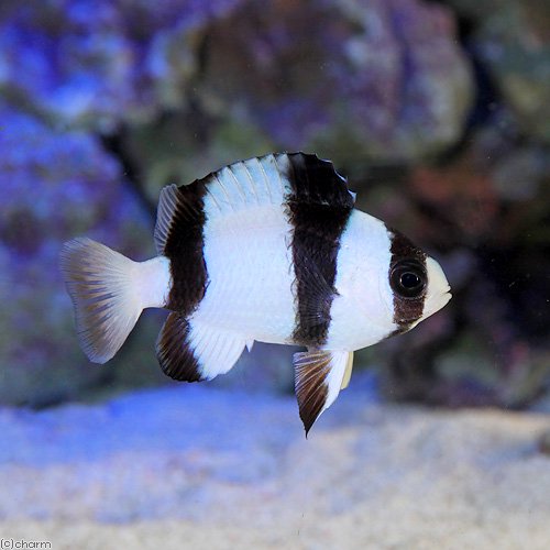 （海水魚）沖縄産　スリーバンドダムセル（１匹）　北海道・九州航空便要保温　ＣＲＣ26―30―18―00―00