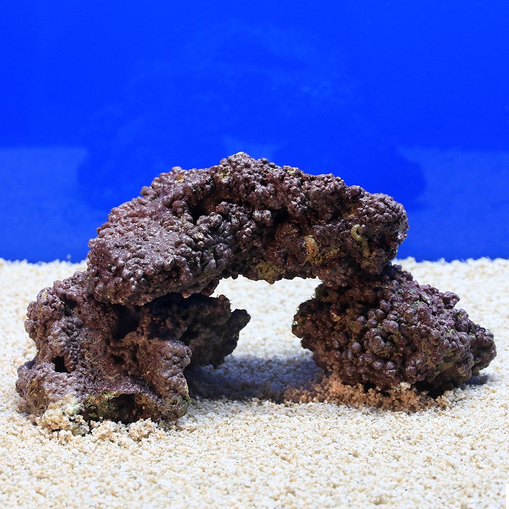 （海水魚）ＥＸグレードライブロック　パープルロック　ＳＳ－Ｓサイズミックス（１ｋｇ）（形状お任せ）　ＣＲＣ26―55―20―20―00