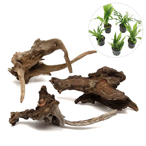 （水草）レイアウト素材水草セットＶｅｒ．ディアーホーンウッド　Ｓサイズ　（おまかせミクロソリウム　３種）（１セット）　ＣＲＣ12―23―30―00―00