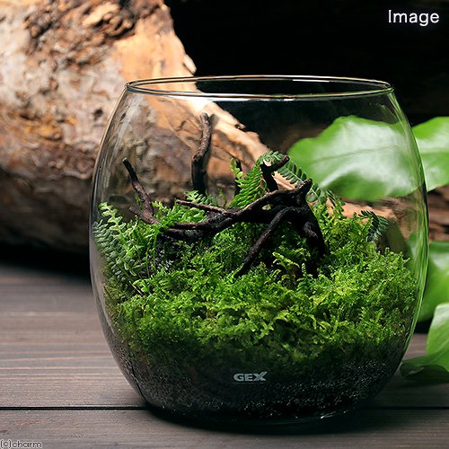 （観葉植物）ＧＥＸ　グラスアクアリウム　ドロップ　Ｉセット　本州四国限定　ＣＲＣ15―20―10―03―00