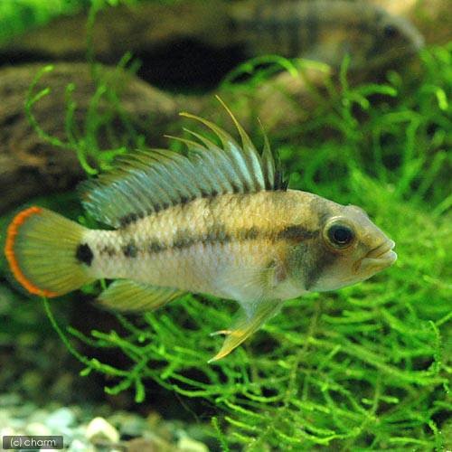 （熱帯魚）アピストグラマｓｐ．Ｉｎｋａ－５０（ワイルド）（１ペア）　北海道・九州航空便要保温　ＣＲＣ13―28―16―00―00