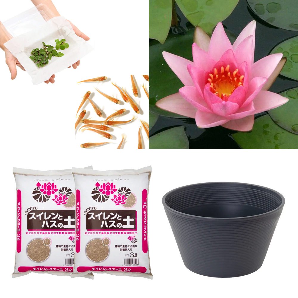 （ビオトープ）（めだか）はじめての睡蓮栽培セット　ロージー　モーン＋睡蓮鉢＋ヒメダカ＋浮き草他　説明書付　本州四国限定　お一人様１点限り　ＣＲＣ15―10―20―20―50