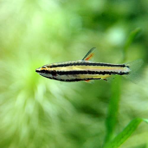 （熱帯魚）ナノストムスｓｐ．ローズ（ワイルド）（１０匹）　北海道・九州航空便要保温　ＣＲＣ13―20―10―45―00