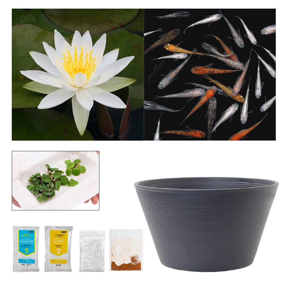 （ビオトープ）（めだか）ラメメダカ付き！チャームおすすめビオトープセット！　温帯性睡蓮　白　スイレン　ビオトープ　本州四国限定　ＣＲＣ15―10―20―03―20