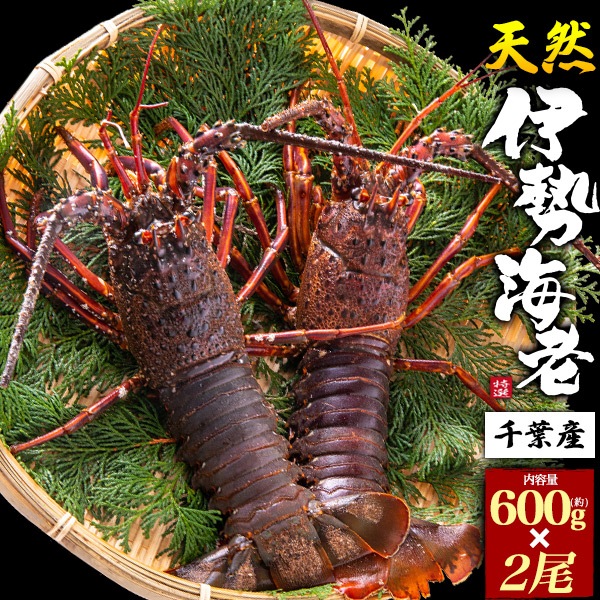 千葉県産　天然伊勢海老　2尾セット　約600gx2尾　お刺身やステーキやお味噌汁に！　食べ方ガイド付き　高級食材　贈答用　熨斗　ギフト　贈り物 内祝い