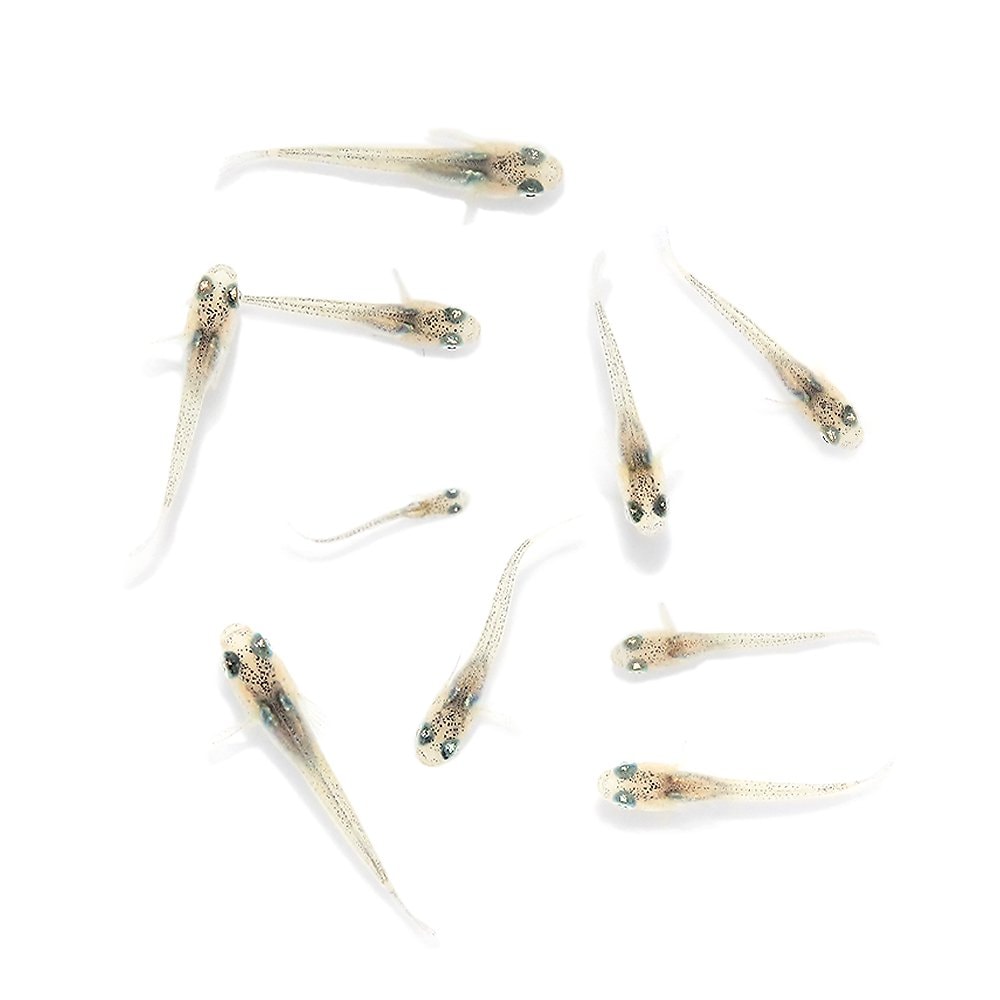（めだか）無選別　アロエメダカ　稚魚（１０匹）　ＣＲＣ60―20―22―80―00
