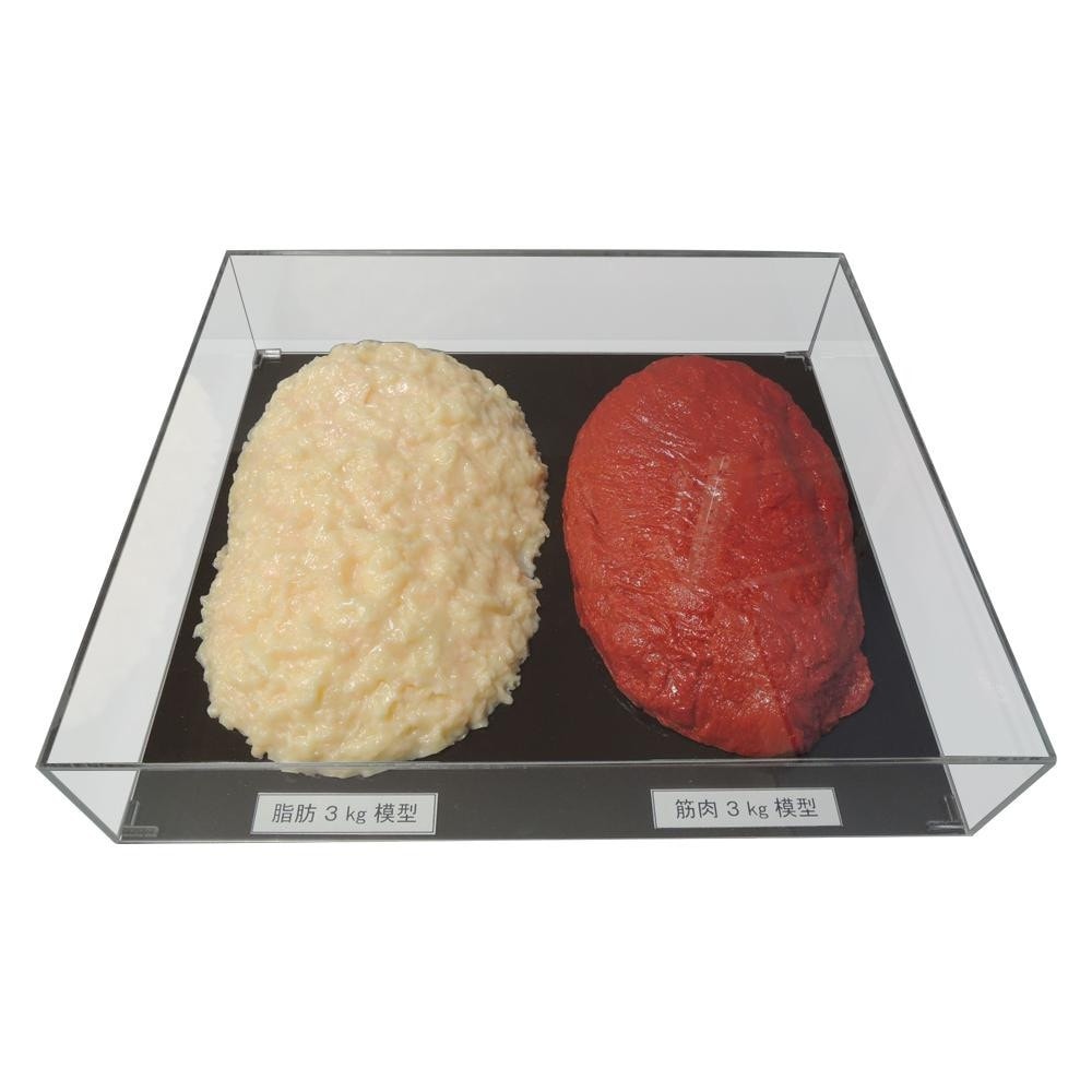 脂肪/筋肉対比セット（アクリルケース入）3kg IP-984