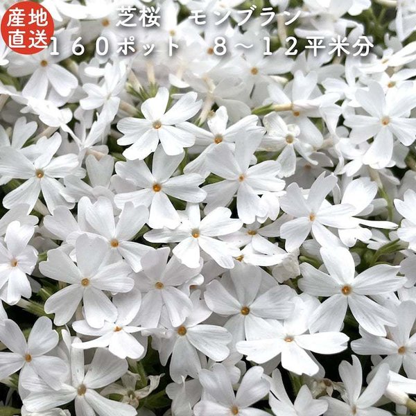 【レビュー特典あり】 高品質 芝桜 モンブランホワイト 白色種 ９cmポット苗 １６０株 シバザクラ