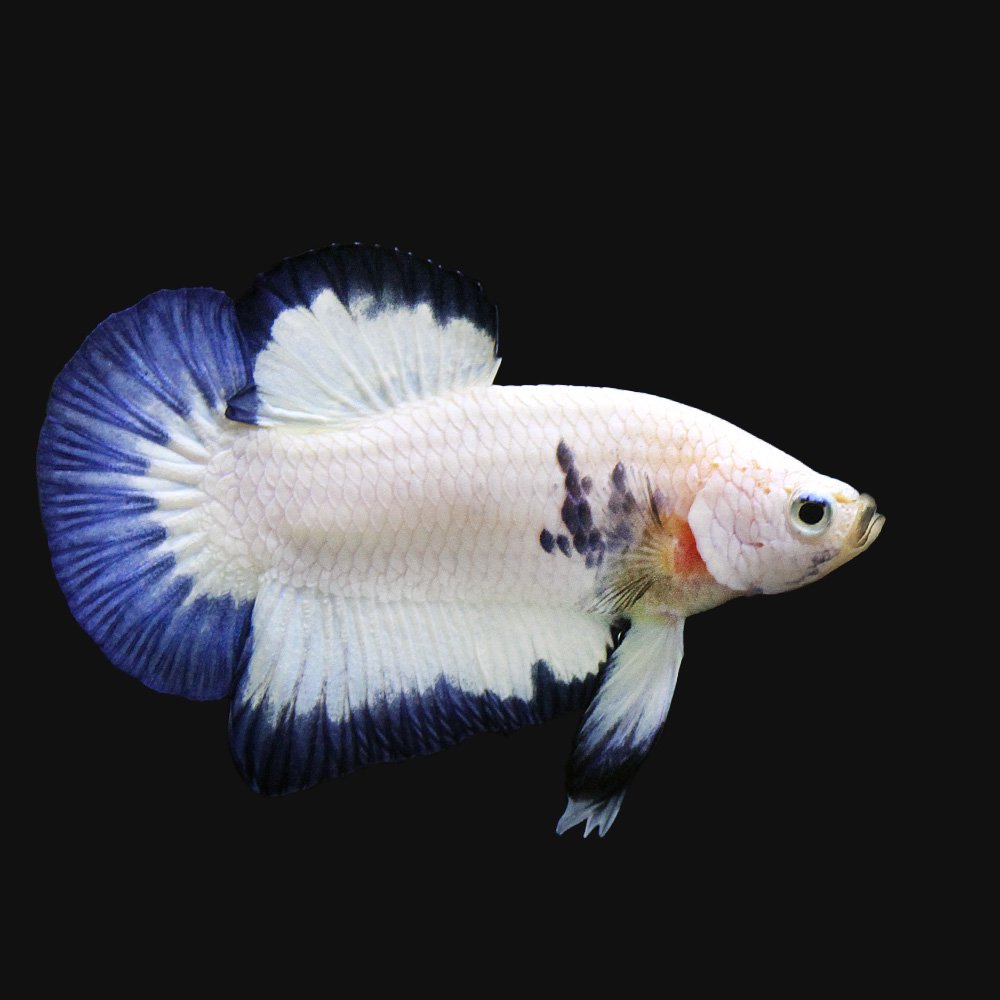 （熱帯魚）ベタ・ハーフムーンプラカット　ブルーリム（１ペア）　北海道・九州航空便要保温　ＣＲＣ13―32―05―50―00