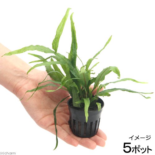 （水草）ミクロソリウムｓｐ．トライデント　東南便（５ポット分）　ＣＲＣ12―58―20―10―00