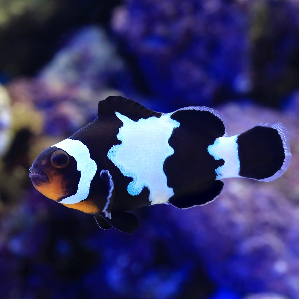 （海水魚）ブラックスノーフレークオセラリス　Ｍサイズ（ブリード）（１匹）　北海道・九州航空便要保温　ＣＲＣ26―30―16―10―00