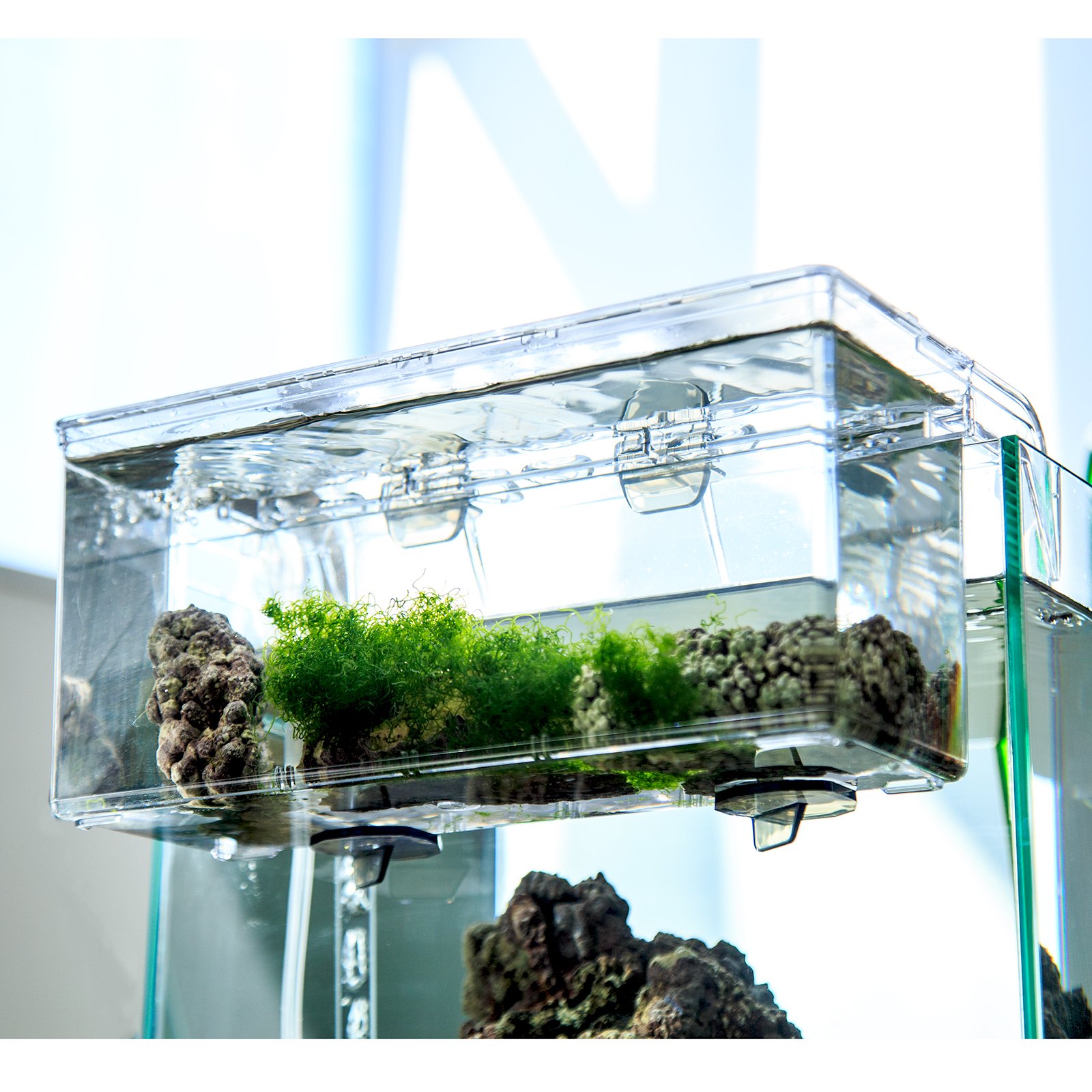 （海水魚）サテライトリフジウムセット（ホソジュズモ）　本州四国限定　ＣＲＣ10―35―10―00―00