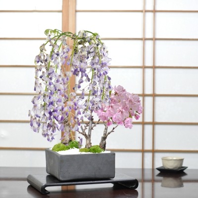 盆栽 桜 藤 桜盆栽 藤盆栽 藤と桜の寄植え 信楽焼 瓦鉢正角 旭山桜 一才桜 花芽 ミニ盆栽 おうちで花見 花見 四季 鉢植 お祝い プレゼント 鉢花 贈り物 サクラ 桜特集 盆栽妙