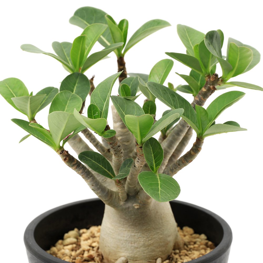 （観葉植物）アデニウム　アラビカム　５号（１鉢）　コーデックス　ＣＲＣ15―60―75―00―00