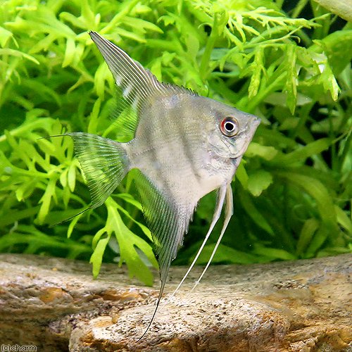 （熱帯魚）スカラレ・エンゼルフィッシュ　ネグロ（ワイルド）（１匹）　北海道・九州航空便要保温　ＣＲＣ13―30―40―00―00