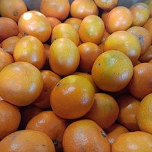 小玉ちゃん　訳あり　約10ｋｇ（9ｋｇ+保証分500ｇ）熊本みかん　みかん