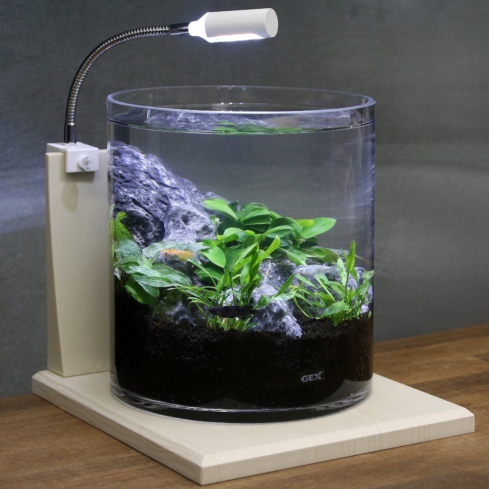 （めだか）（水草）ＧＥＸ　グラスアクア　シリンダー　Ｎ　水草セット　グラスベース　ホワイトアッシュ２００　ラメメダカミックス付き　本州四国限定　ＣＲＣ10―11―03―10―10