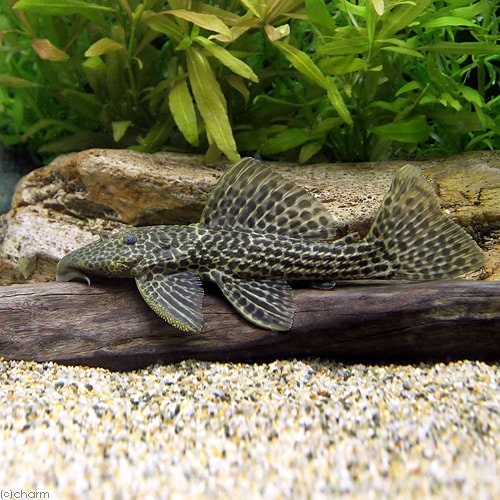 （熱帯魚）ドラゴンハイフィンレオパード・トリム　Ｍサイズ（ワイルド）（１匹）　北海道・九州航空便要保温　ＣＲＣ13―44―50―00―00