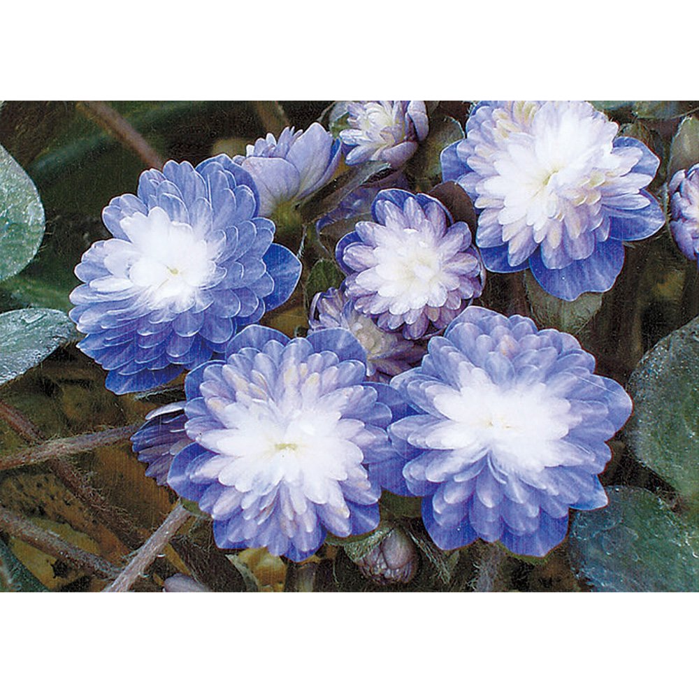 （山野草）ユキワリソウ（雪割草）　玉紫艶（タマシエン）　千重咲き　３号（１ポット）　開花中　ＣＲＣ15―35―12―00―00