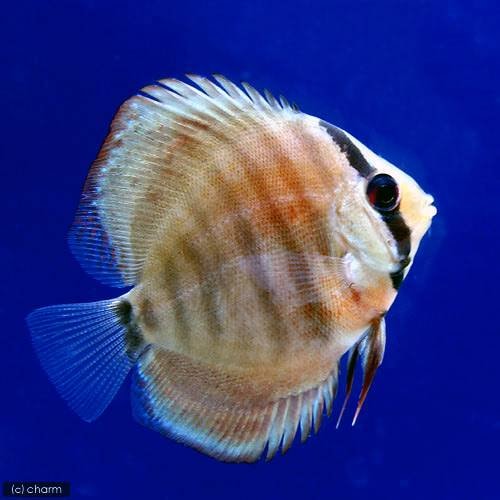 （熱帯魚）ローズレッド・ディスカス（Ｓサイズ）（ペナンブリード）（１匹）　北海道航空便要保温　ＣＲＣ13―31―10―00―00