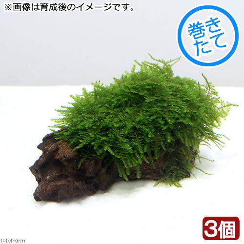 （水草）巻きたて　モスｓｐ．パルケータスエマス　蛍光グリーンタイプ　流木Ｓサイズ（水中葉）（無農薬）（３個）　ＣＲＣ12―18―99―00―00