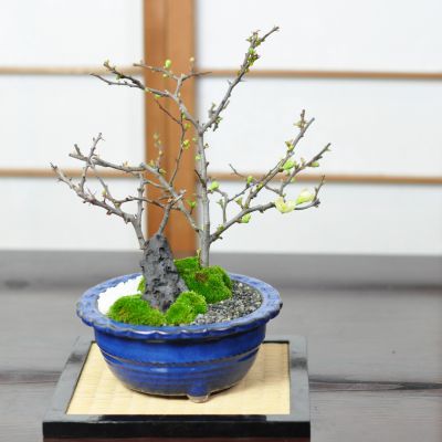 花盆栽 白長寿梅と赤長寿梅の寄植え 盆栽 人気 花芽 ミニ盆栽 花見 四季 鉢植 お祝い プレゼント 鉢花 贈り物 8,100円