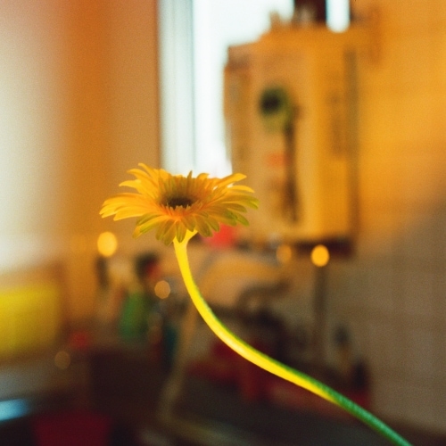 PEDRO ／ 後日改めて伺います(映像付通常盤)(DVD付) (CD) UPCH-20597